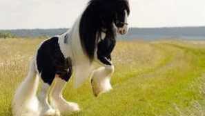 Kolik koně váží? Hmotnost a stupeň tuků